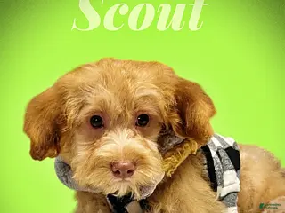 Havapoo dogs Scout - Ad 13