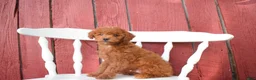 Miniature Poodle dogs for sale: Denver  💕🐶 - Ad 1
