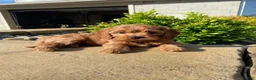 Cavapoo dogs for sale: Harley - Ad 12
