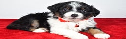 Mini Aussiedoodle dogs for sale: Sabrina - Ad 5