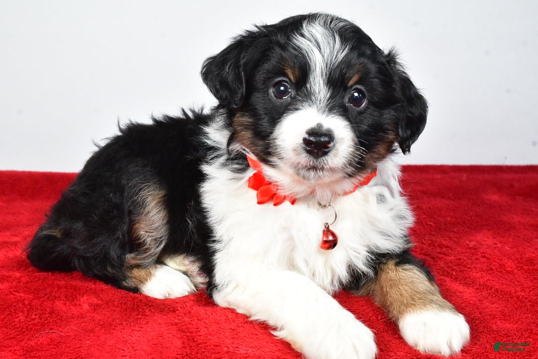 Mini Aussiedoodle dogs for sale: Sabrina - Ad 5