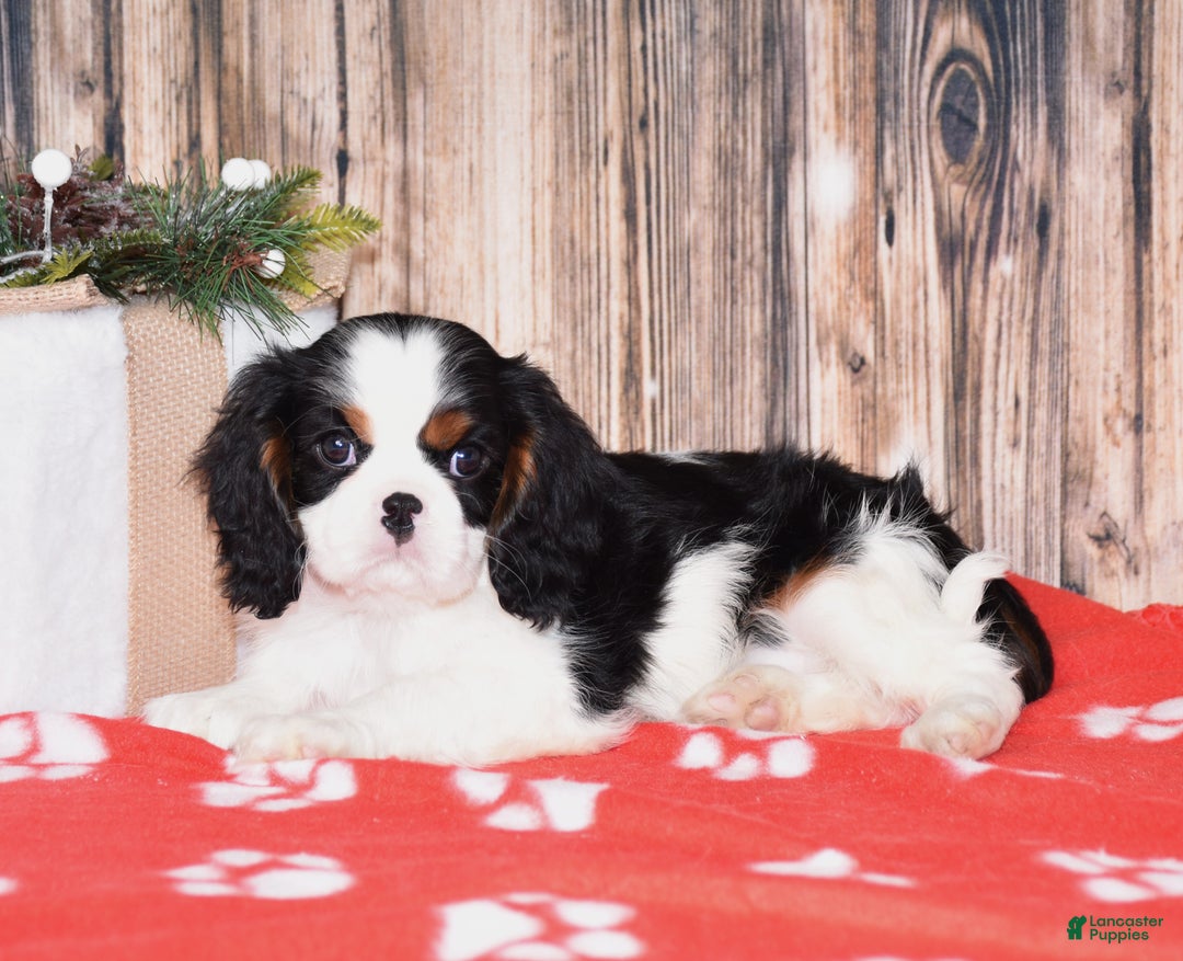 Cavalier King Charles Spaniel dogs for sale: Augie - Ad 1