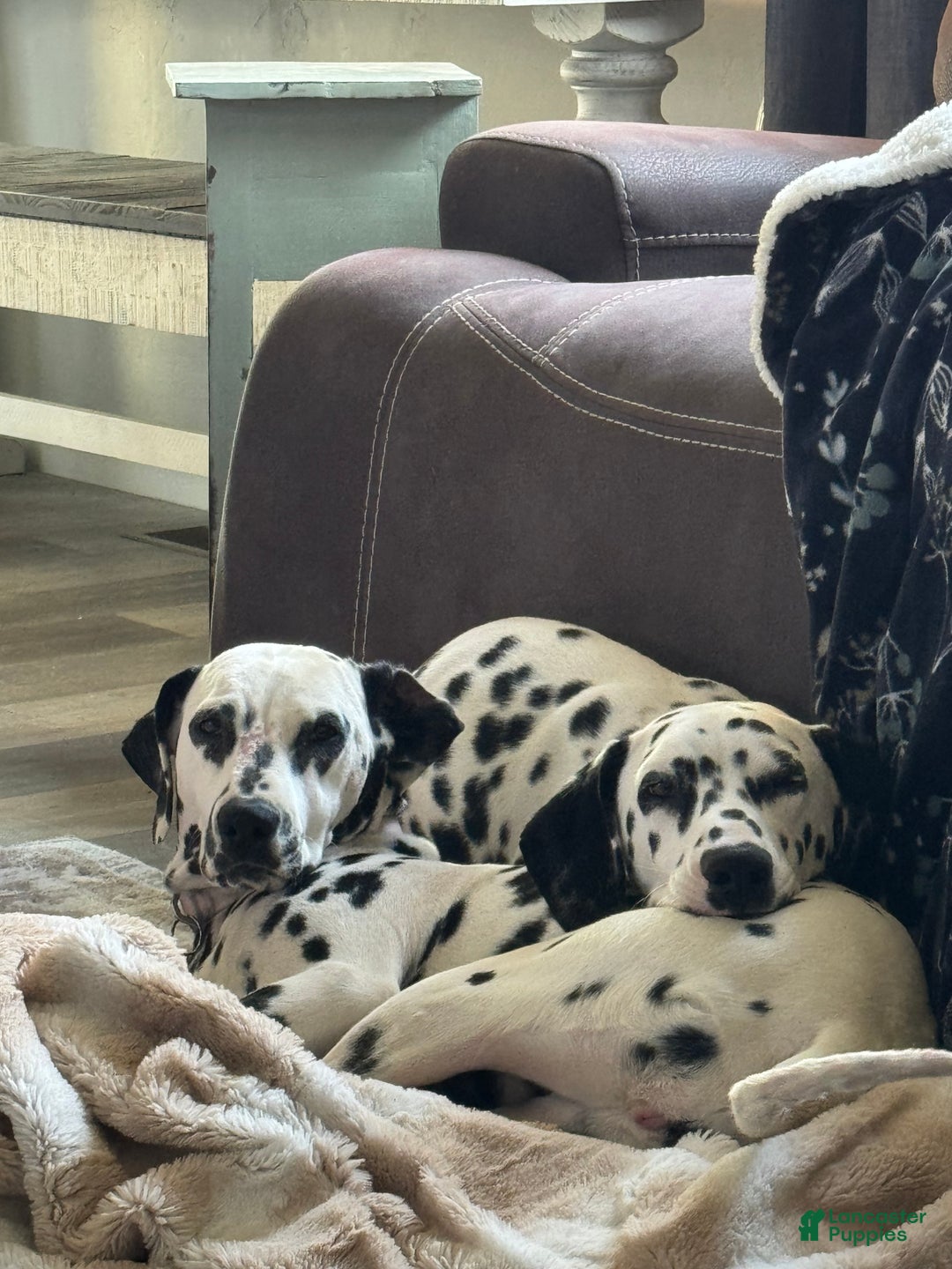 Dalmatian dogs for sale: Lila - Ad 8