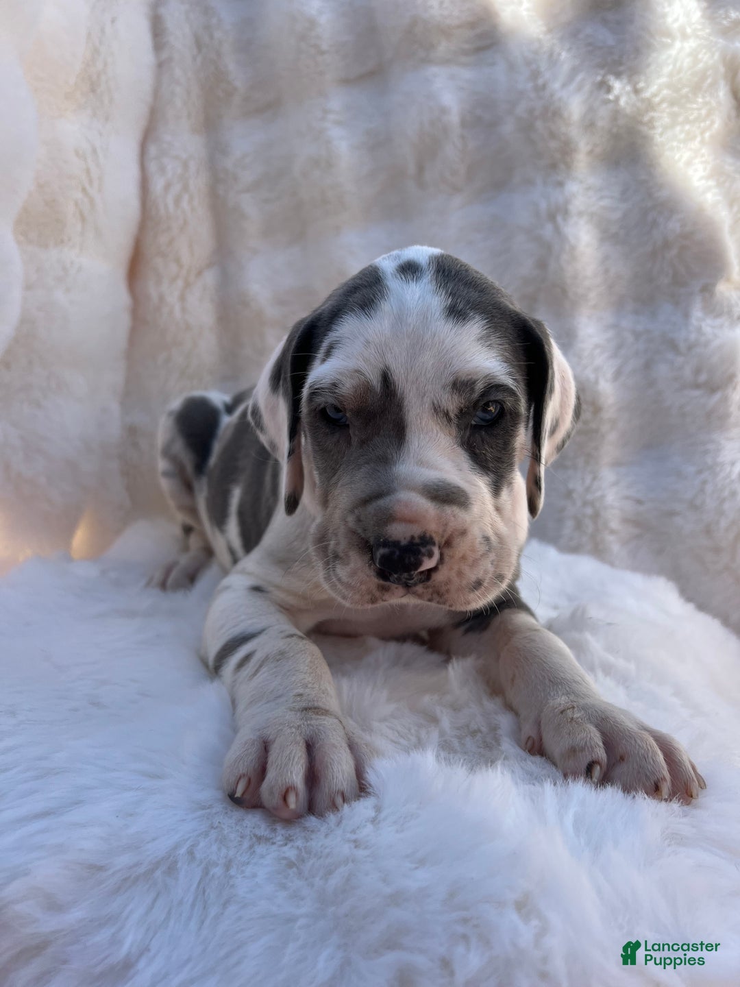 Great Dane dogs for sale: Shadow - Ad 1