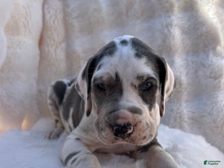 Great Dane dogs Shadow - Ad 7