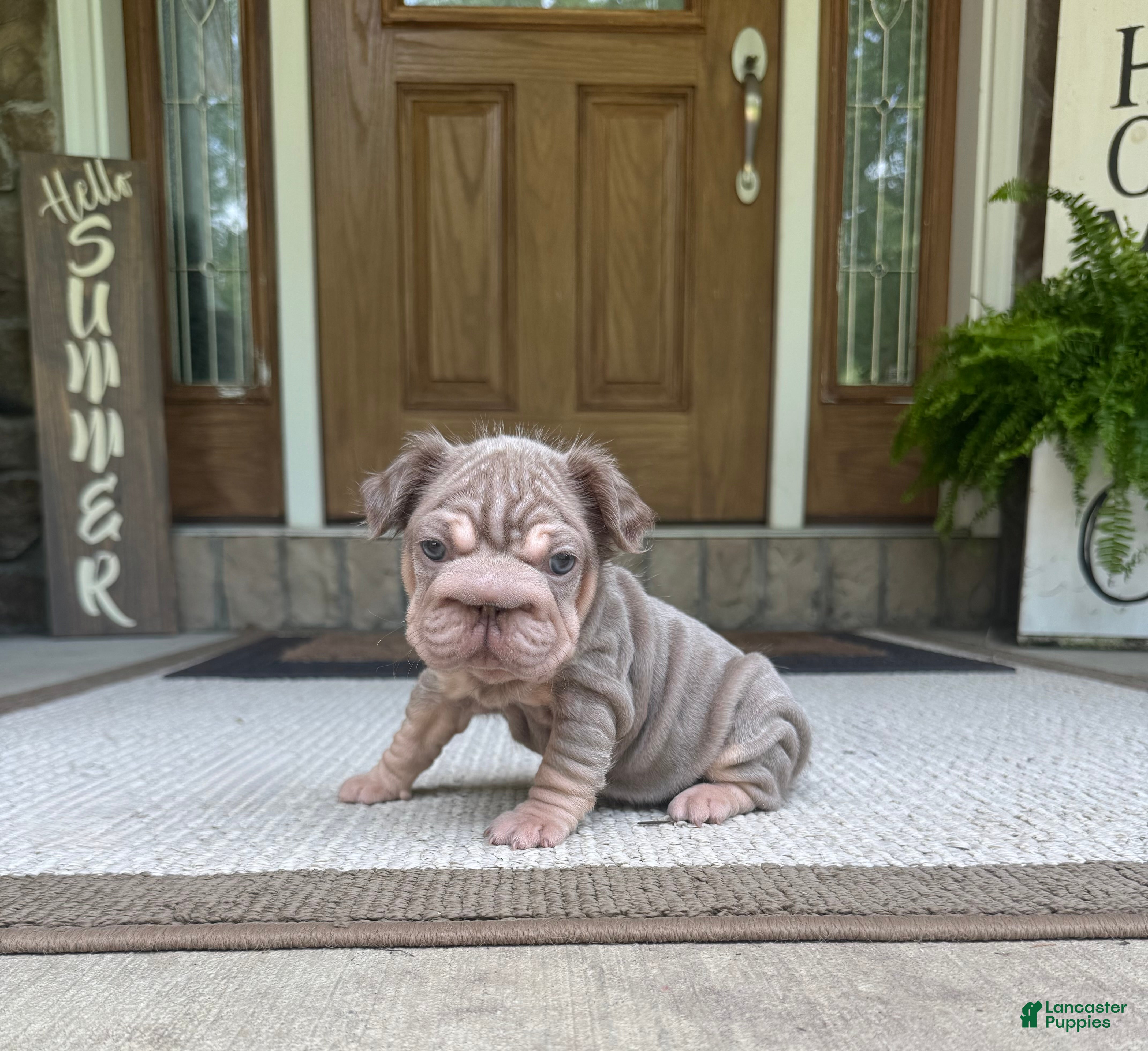 French Bulldog dogs Lucia - Ad 2