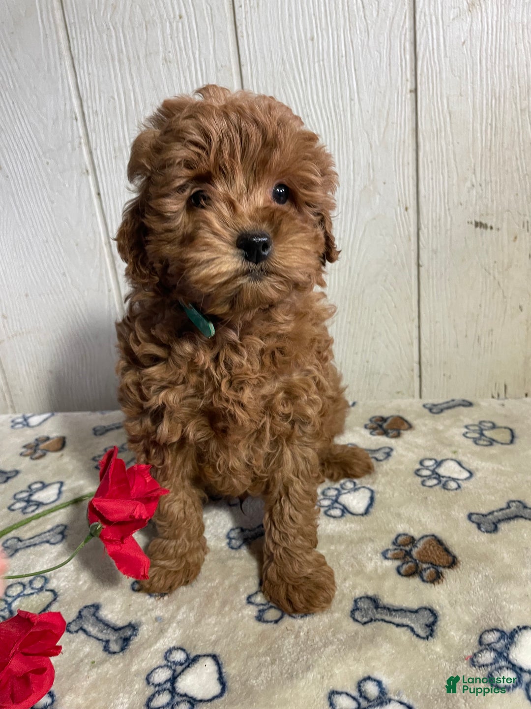 Mini Goldendoodle dogs for sale: Milton - Ad 4