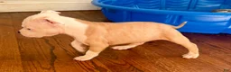 American Pit Bull Terrier dogs for sale: Chula - Ad 3