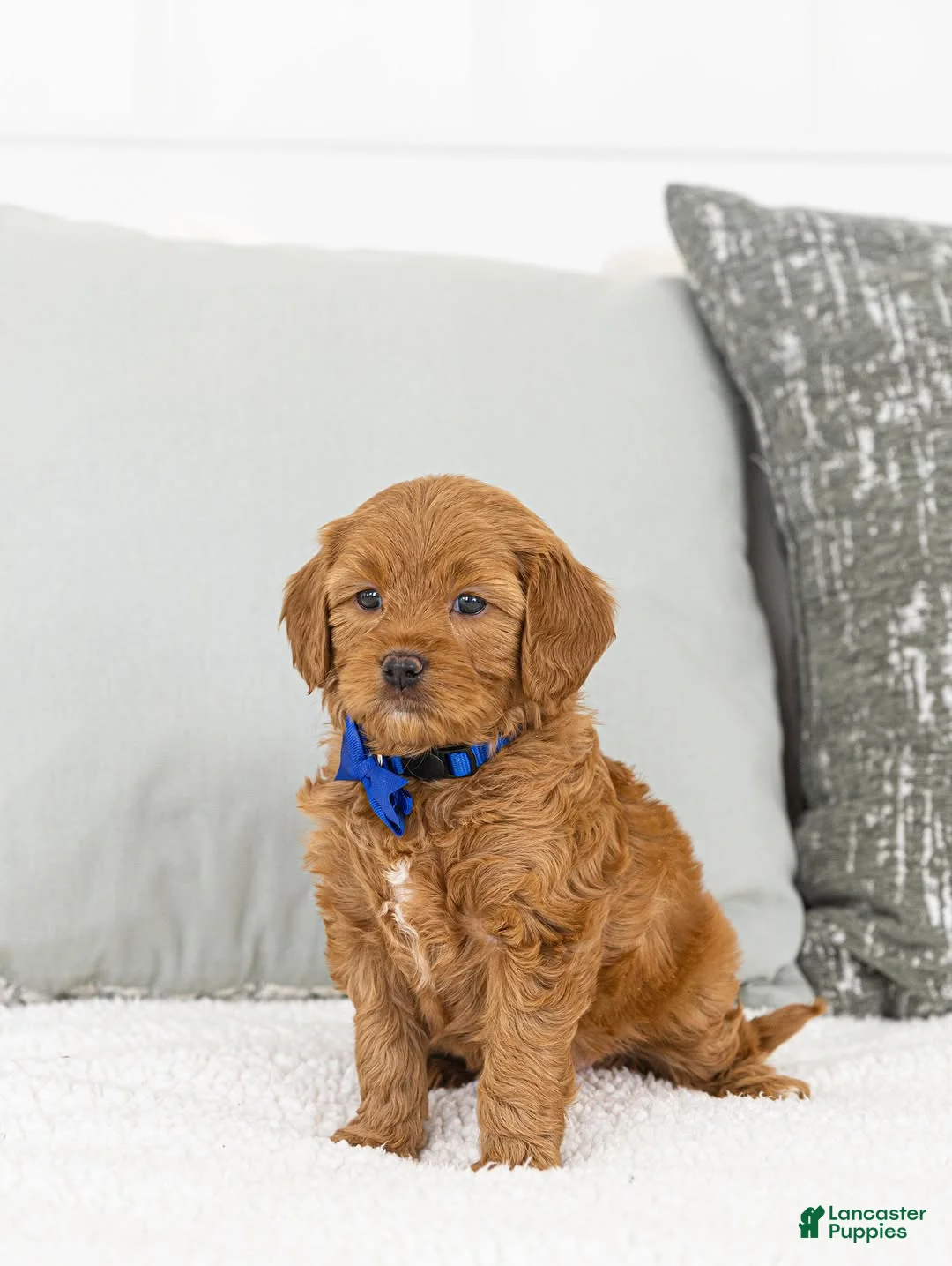Toy Poodle dogs for sale: Willie - Ad 2