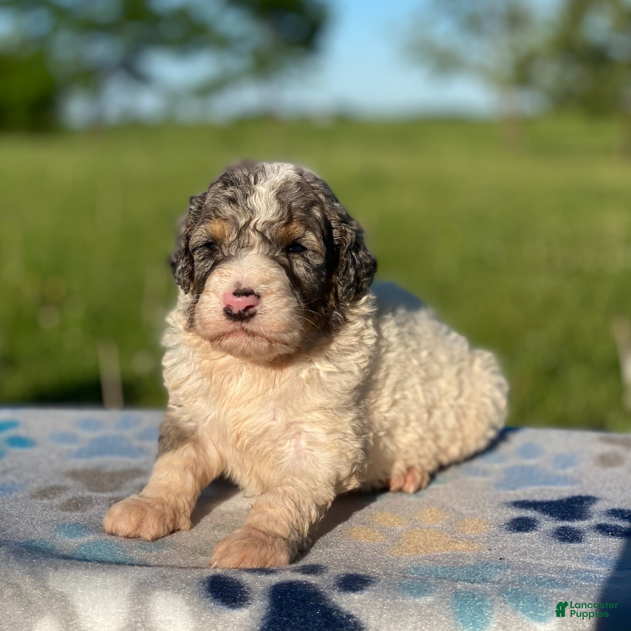 Standard Poodle dogs Archie - Ad 42