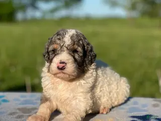Standard Poodle dogs Archie - Ad 2
