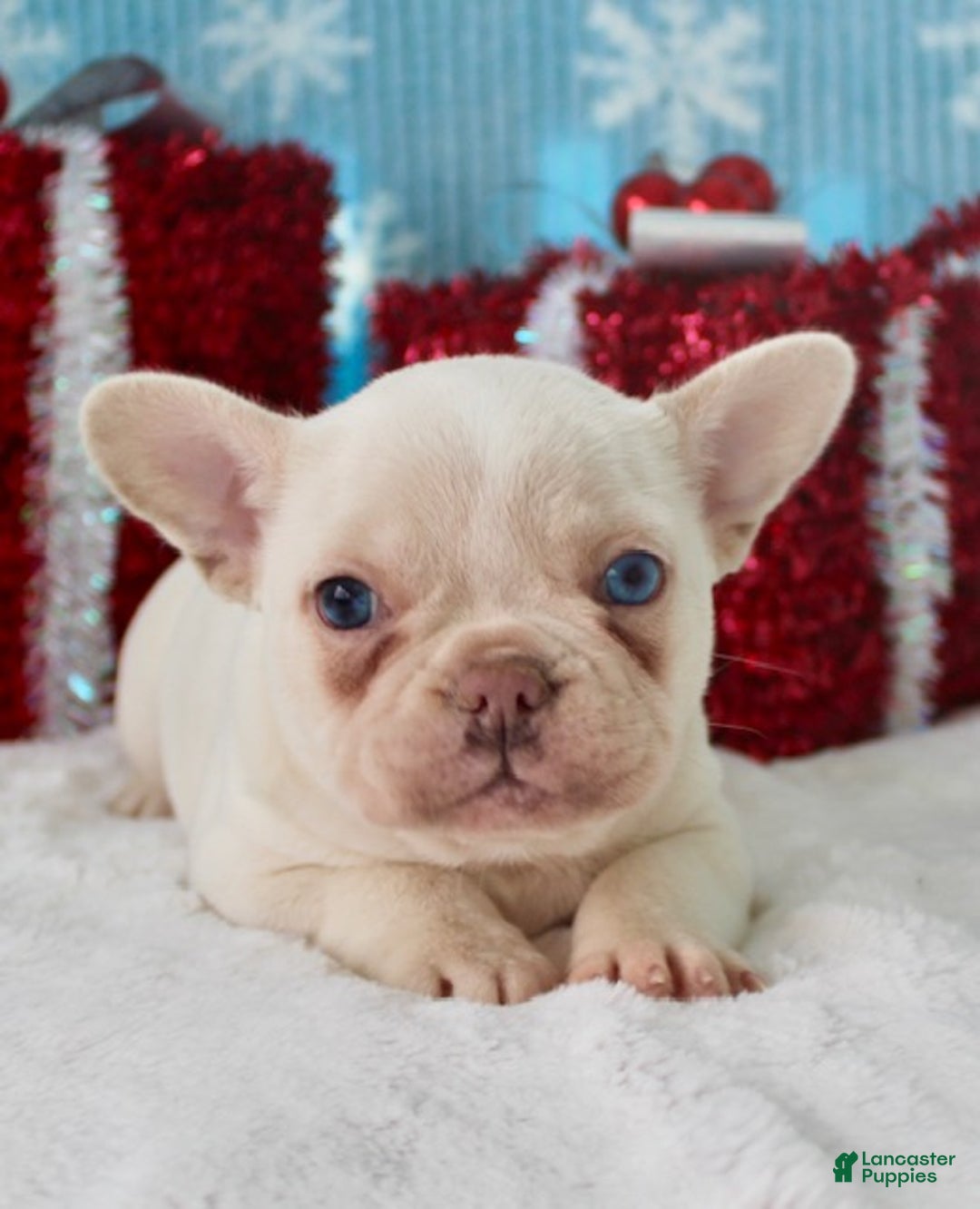 French Bulldog dogs for sale: Snowflake - Ad 6