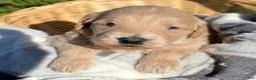 Mini Goldendoodle dogs for sale: Dolly Micro GD F4 - Ad 2