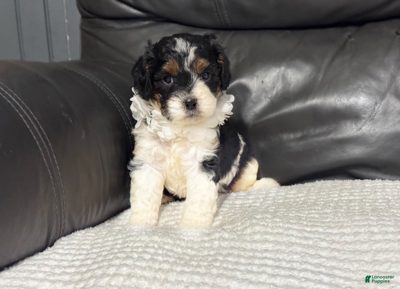 Cavapoo dogs Maggie - Ad 36