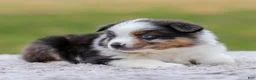 Miniature Australian Shepherd dogs for sale: Boomer - Ad 3