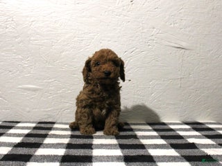 Miniature Poodle dogs - Ad 41