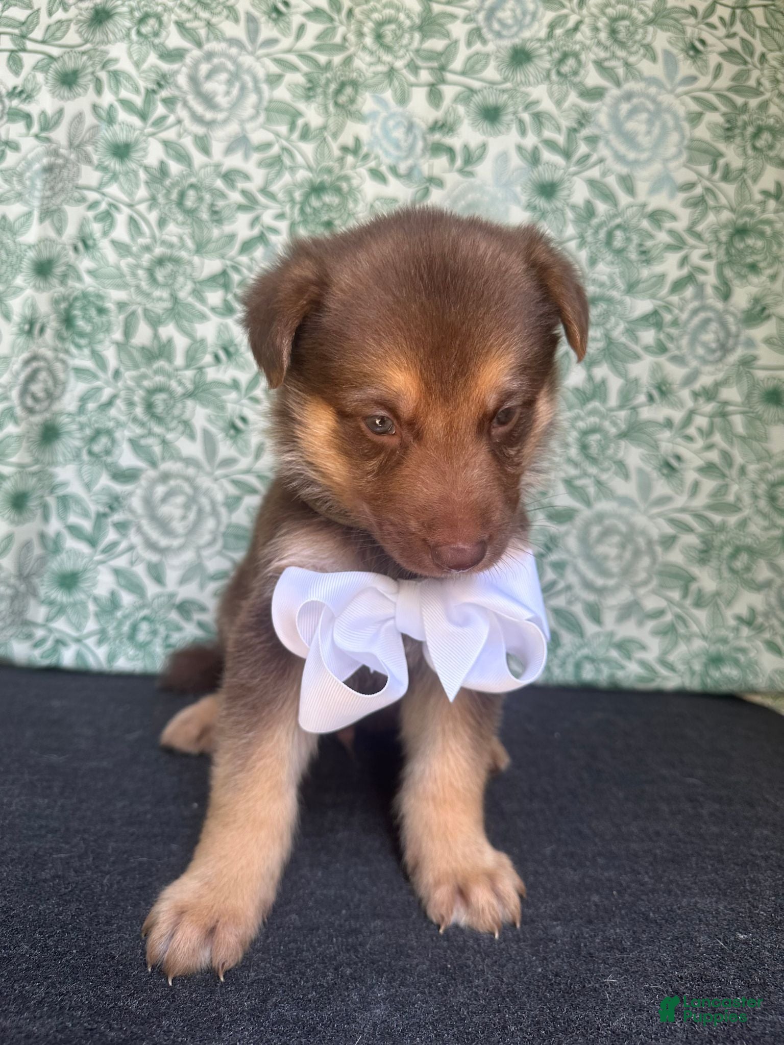 German Shepherd dogs Birch - Ad 1