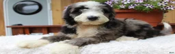 Bernedoodle dogs for sale: Toby - Ad 3