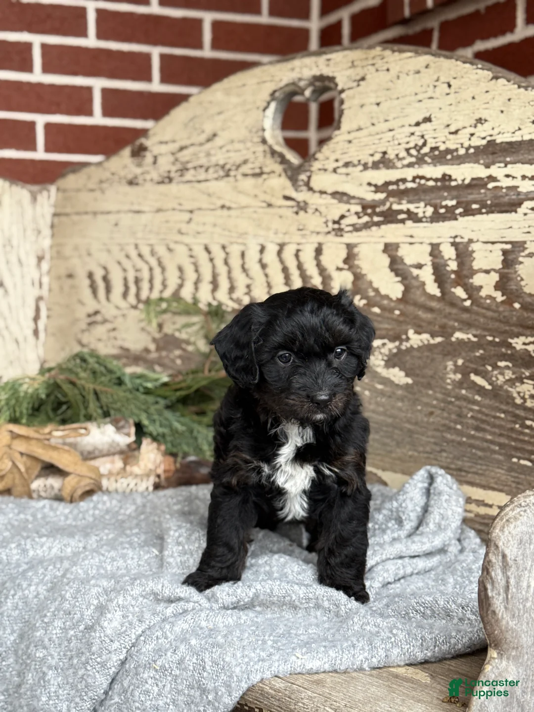 Mixed Breed dogs for sale: Wheeler - Ad 6