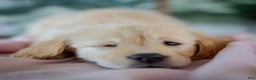 Golden Retriever dogs for sale: Purple - Ad 10