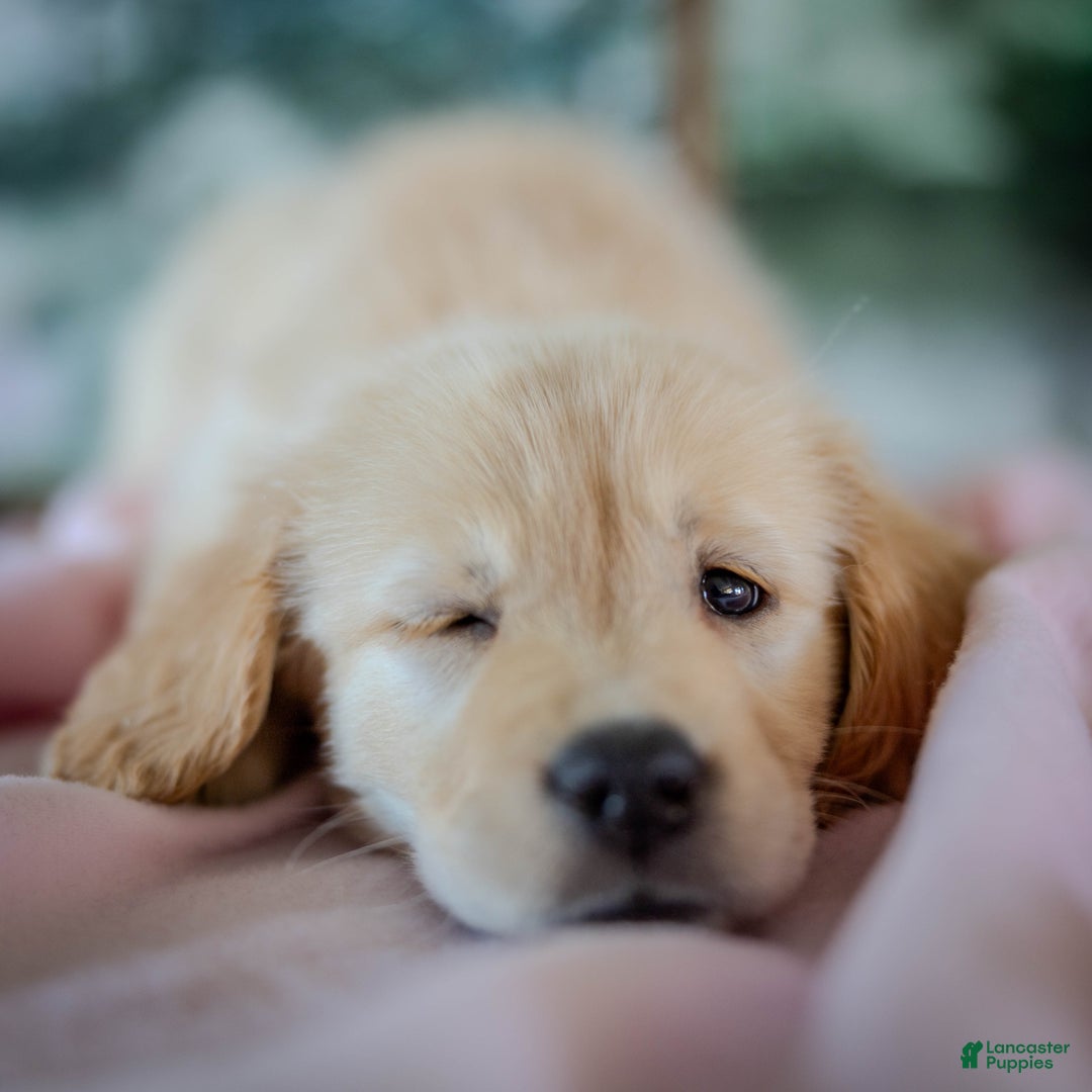 Golden Retriever dogs for sale: Purple - Ad 10