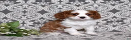 Cavalier King Charles Spaniel dogs for sale: Copper  - Ad 6
