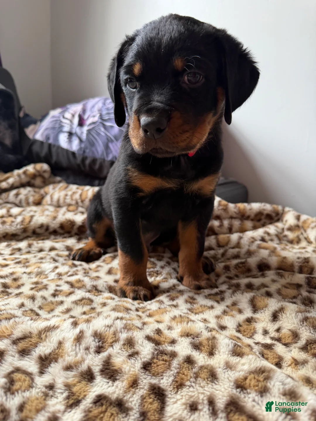 Rottweiler dogs for sale: Red  - Ad 2