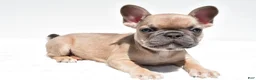 French Bulldog dogs for sale: Bella - Ad 10