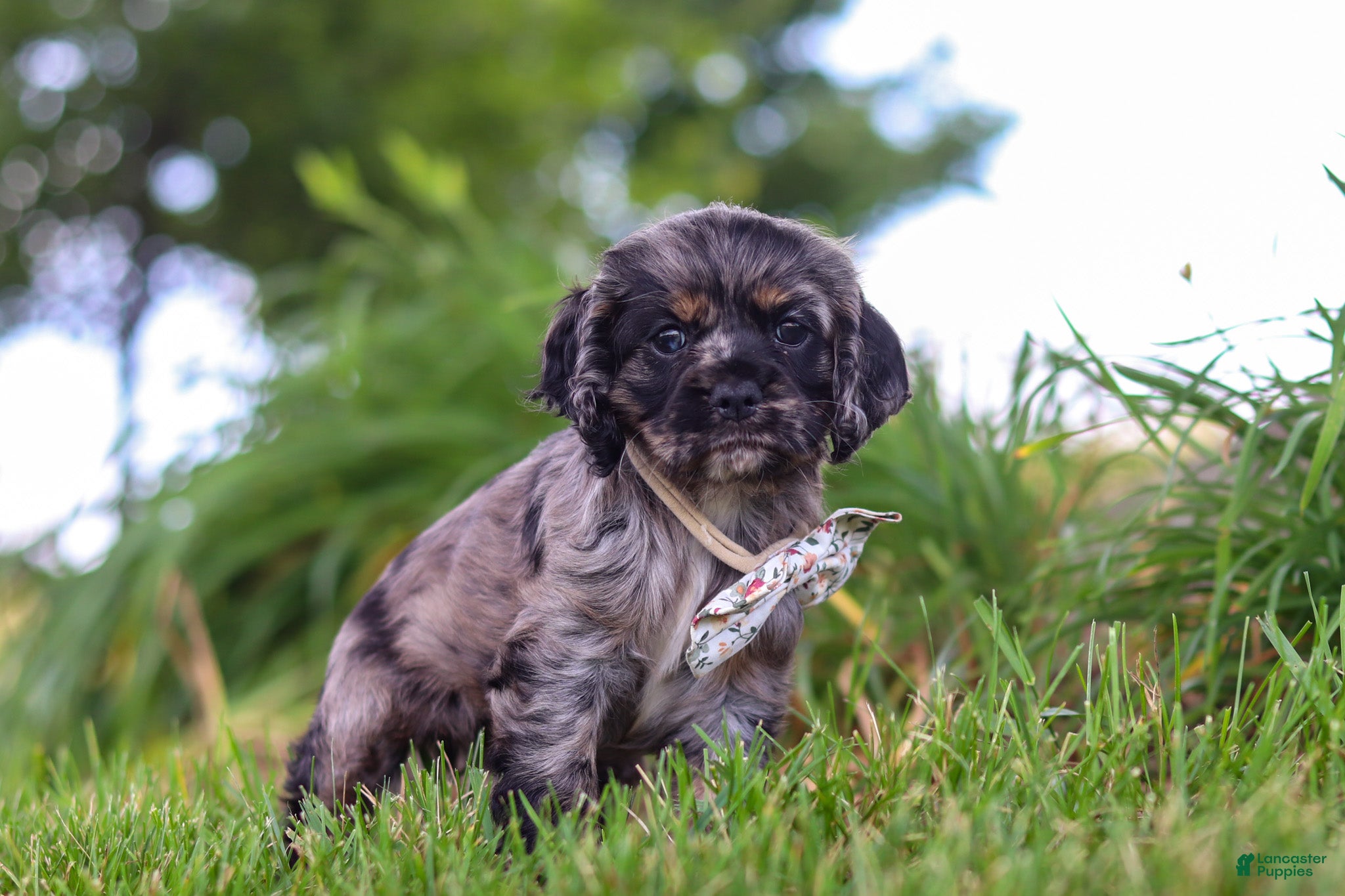 Cocker Spaniel dogs for sale: Jewel - Ad 1