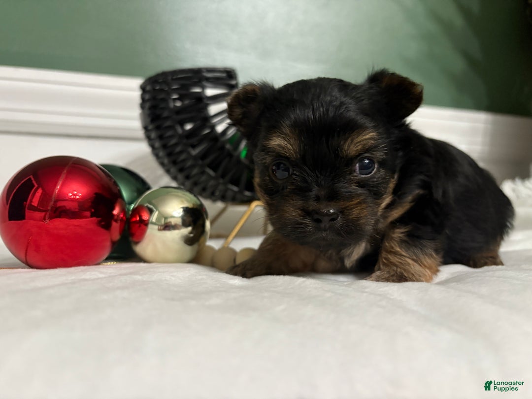 Yorkshire Terrier dogs for sale: TEACUP OLLIE - Ad 4