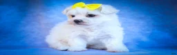 Maltese dogs for sale: Miley💜 - Ad 17
