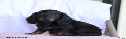 Miniature Dachshund dogs for sale: Charm - Ad 5
