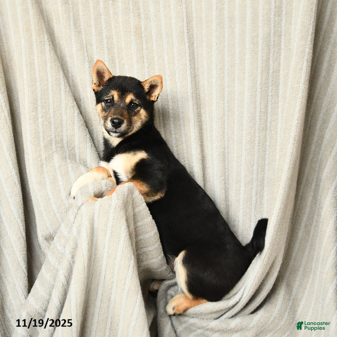 Shiba Inu dogs for sale: Veronica - Ad 3