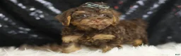 Yorkiepoo dogs for sale: Bugatti - Ad 5