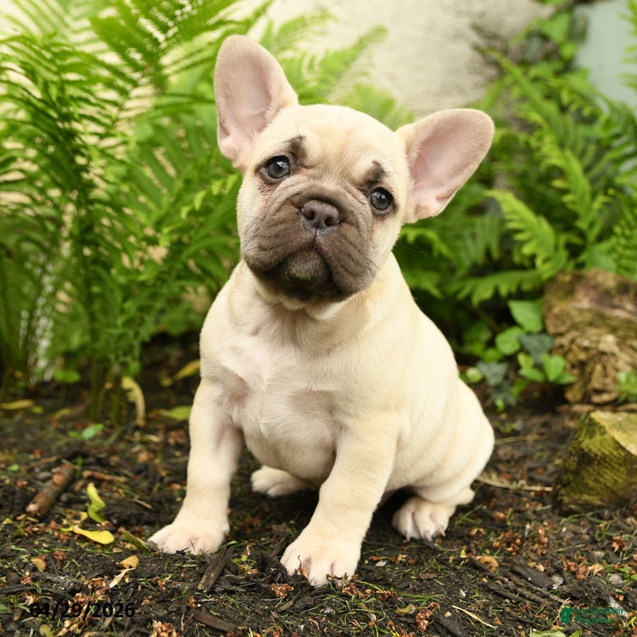 French Bulldog dogs for sale: Delightful Doris - Ad 1