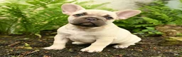 French Bulldog dogs for sale: Delightful Doris - Ad 1