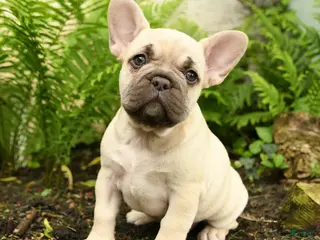 French Bulldog dogs for sale: Delightful Doris - Ad 1