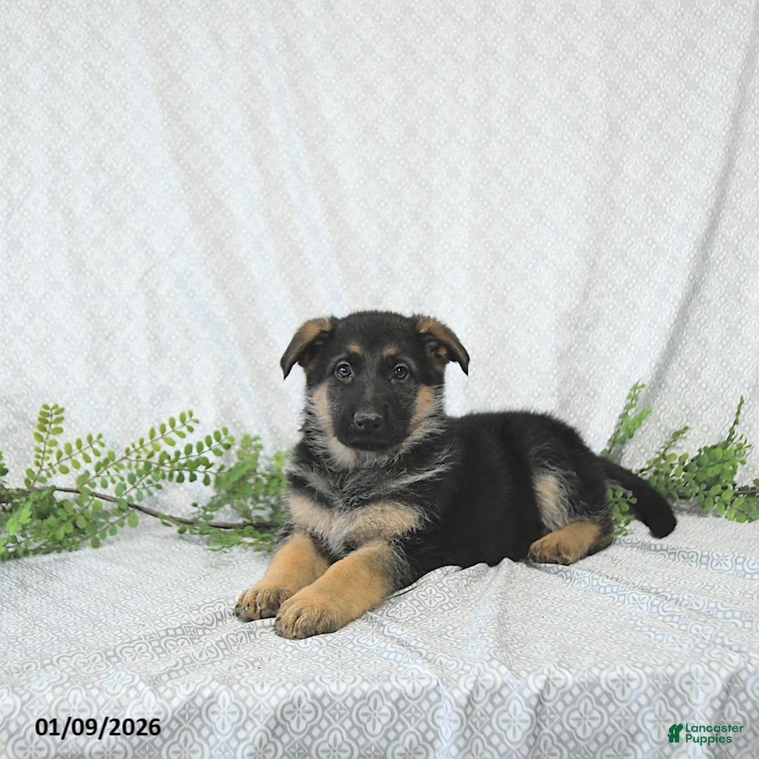 German Shepherd dogs for sale: Rita - Ad 5