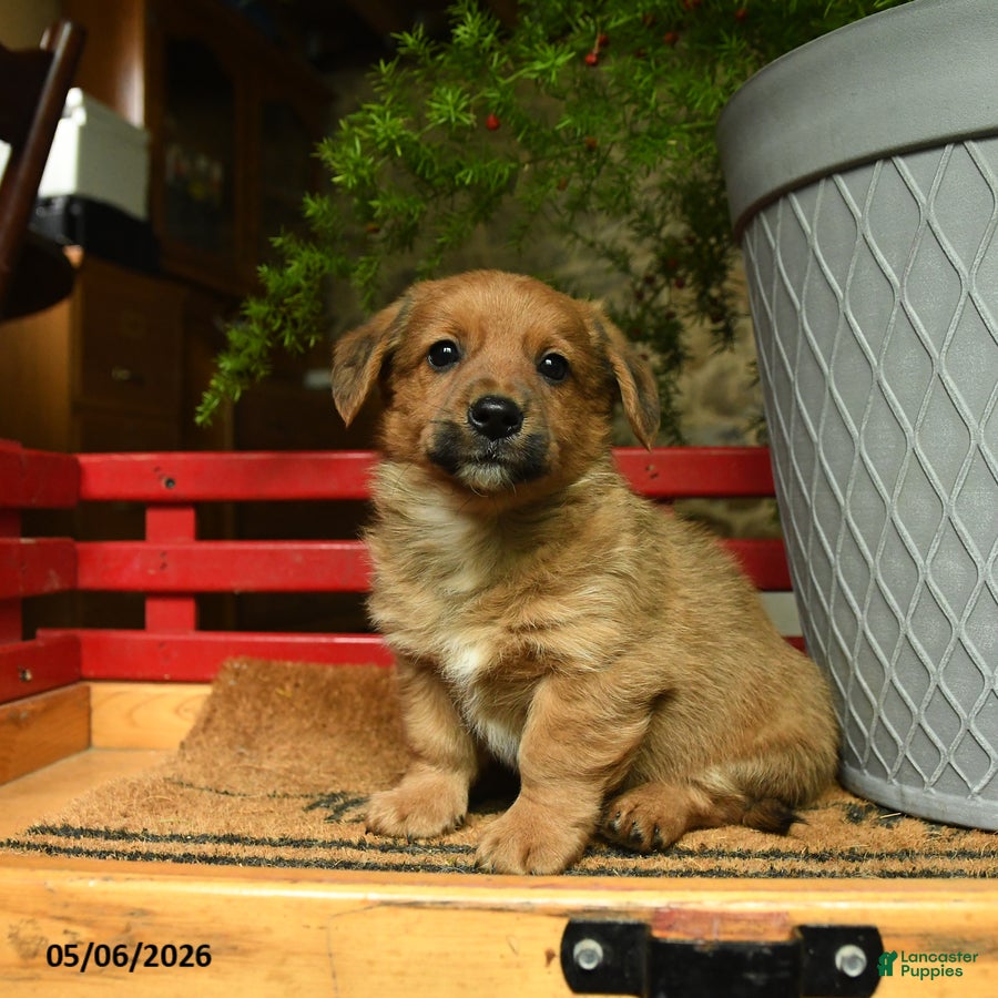 Corgipoo dogs Frankie - Ad 2