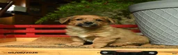 Corgipoo dogs for sale: Frankie - Ad 2