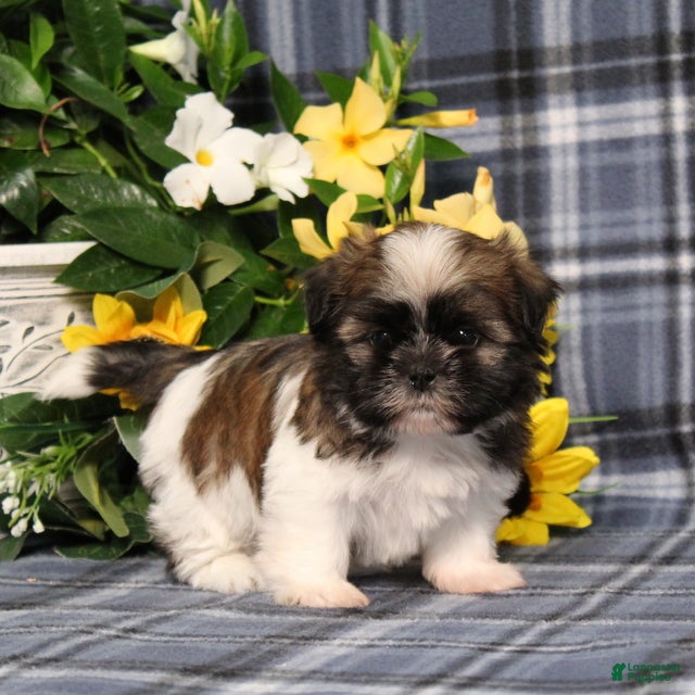 Shih Tzu dogs Taco - Ad 2