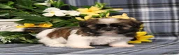 Shih Tzu dogs for sale: Taco - Ad 2