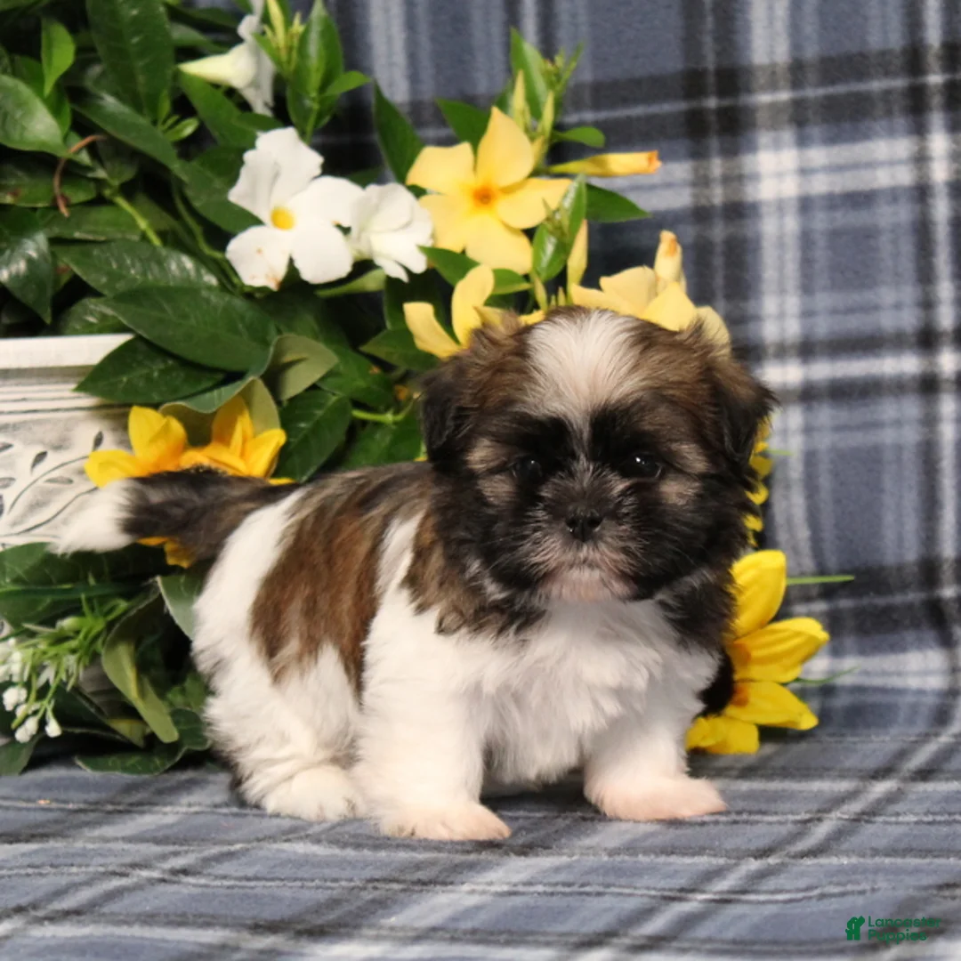 Shih Tzu dogs for sale: Taco - Ad 2