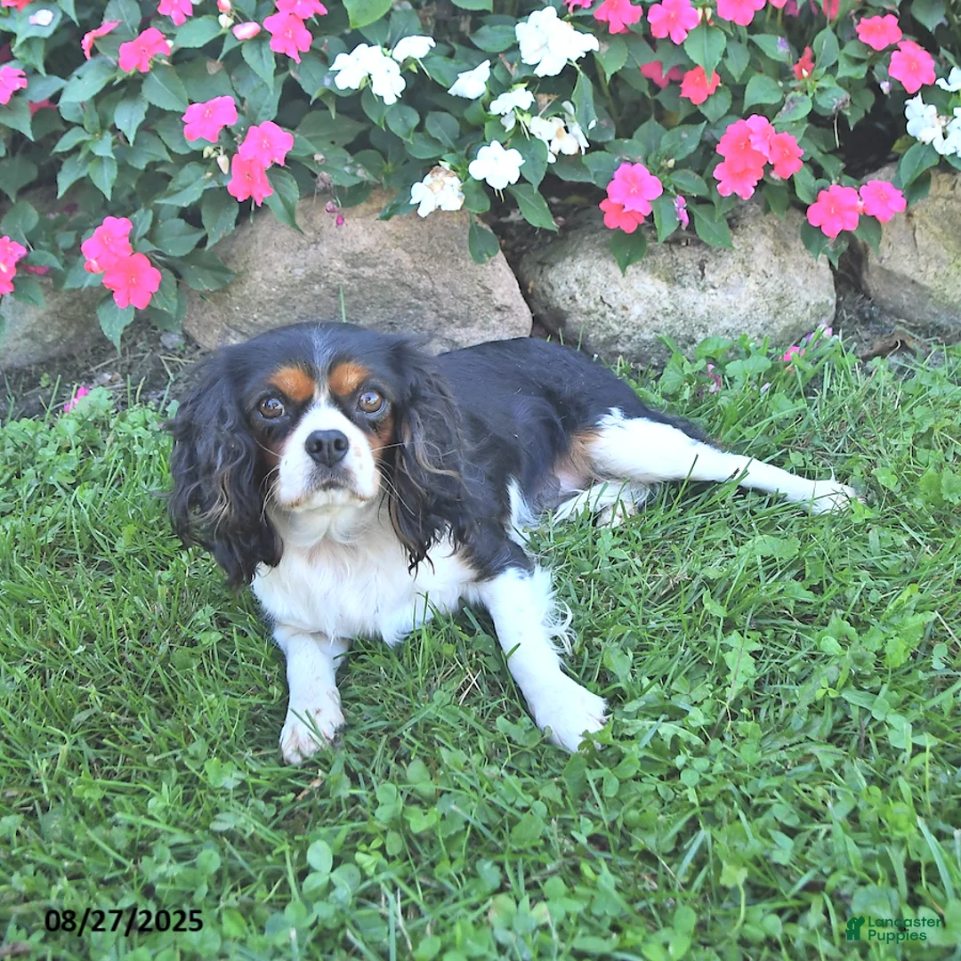 Gallery Image {{count}}