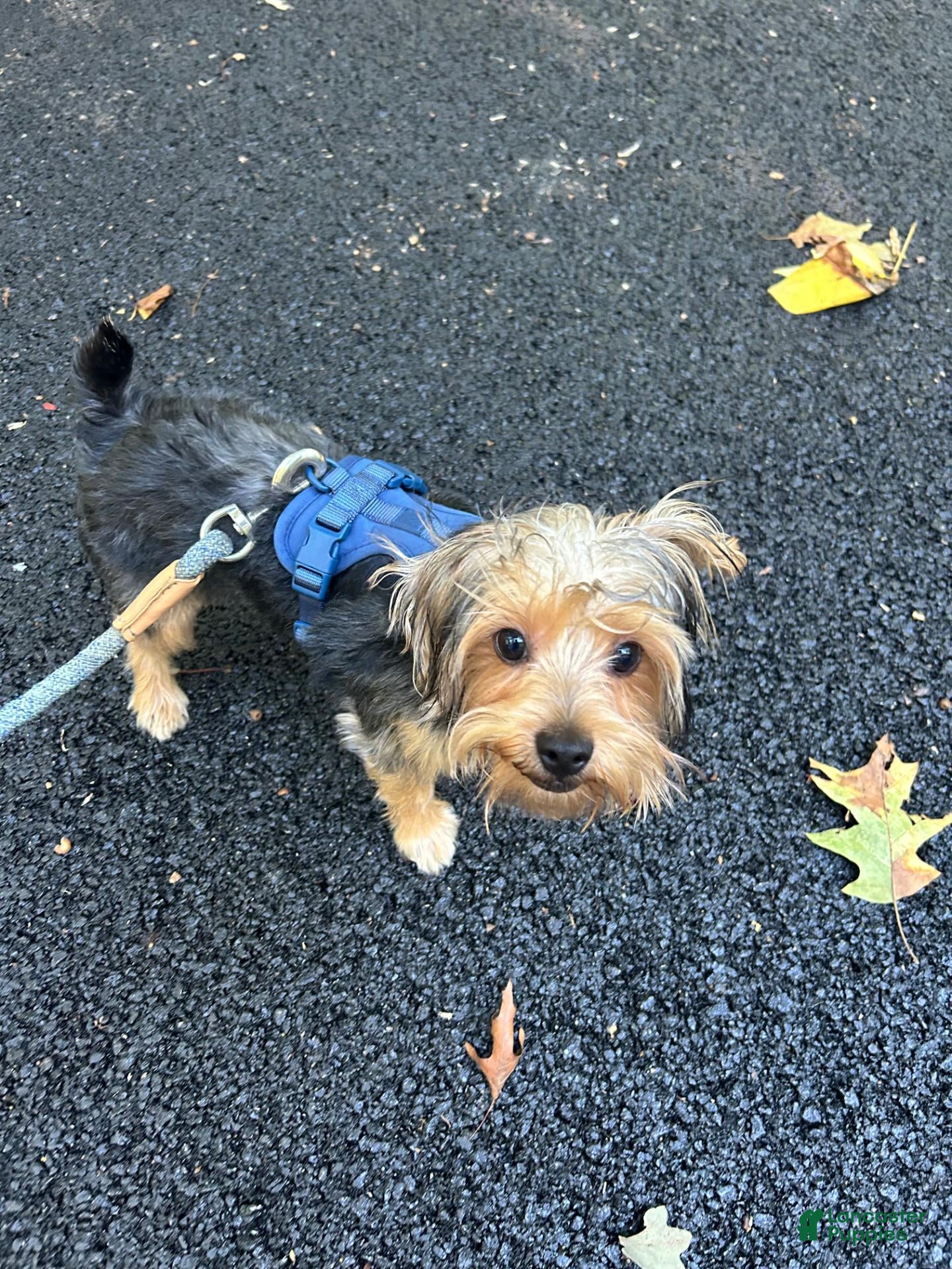 Yorkshire Terrier dogs Yorkshire Terrier 1 - Ad 19