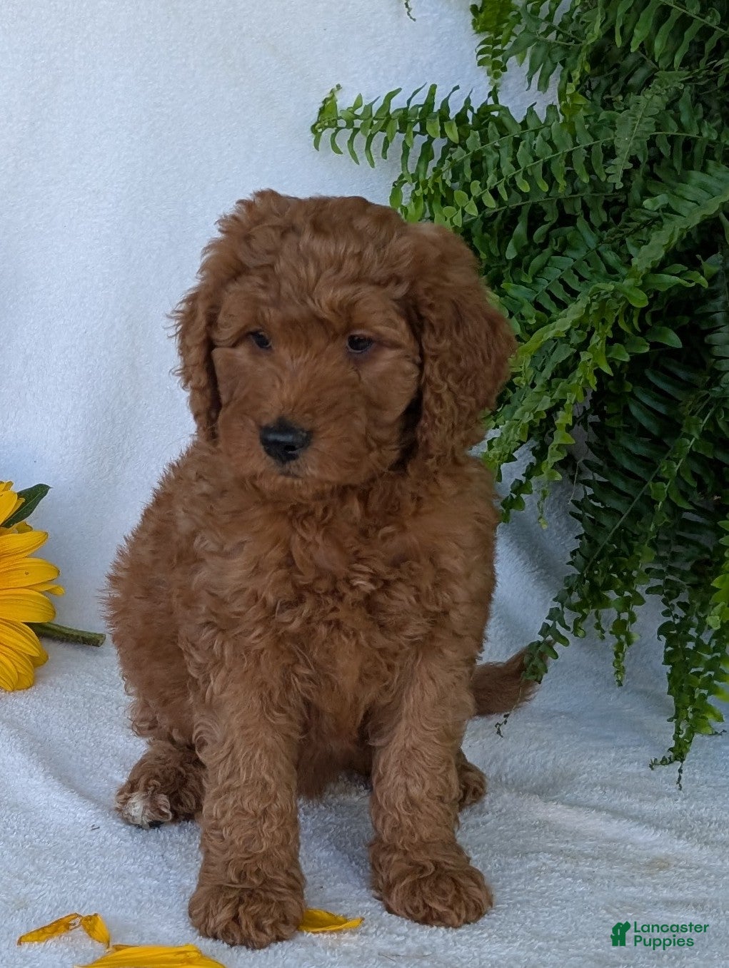 Goldendoodle dogs Lolly  - Ad 2