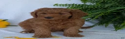 Goldendoodle dogs for sale: Lolly  - Ad 3