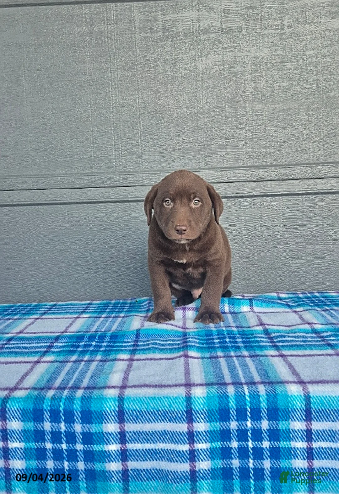 Labrador Retriever dogs for sale: Buddy - Ad 3