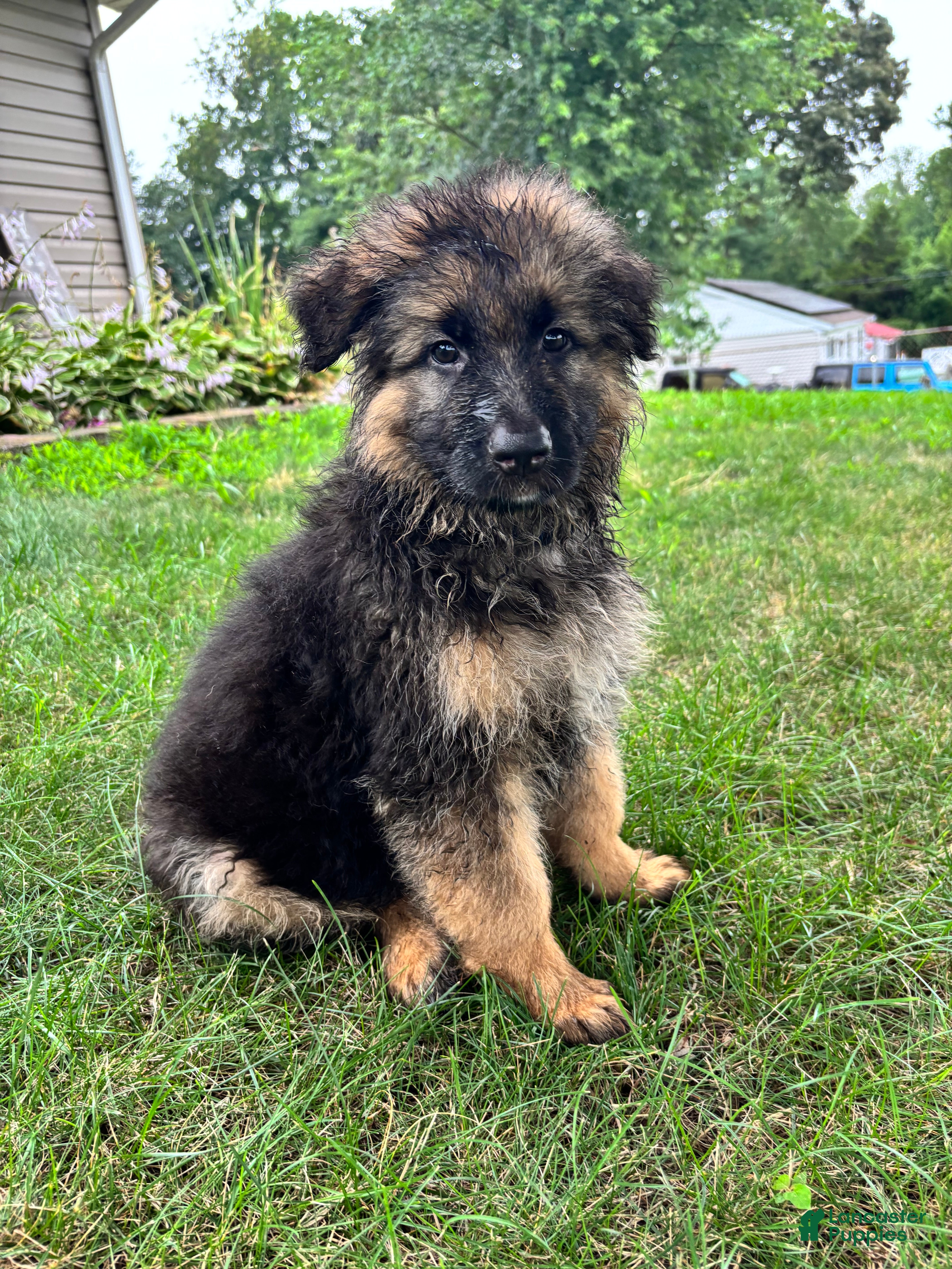 German Shepherd dogs Flacco (Blue Collar) - Ad 3