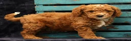 Miniature Poodle dogs for sale: Moe - Ad 4